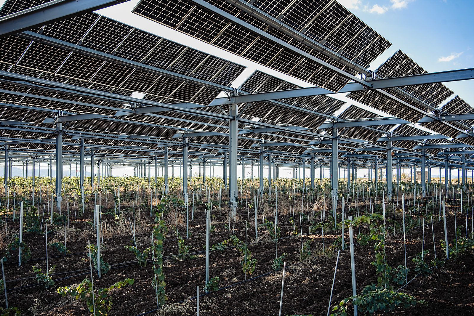 Centrale Agrivoltaïque La Domèque B_ Société Agrivoltaïque d’Occitanie 2